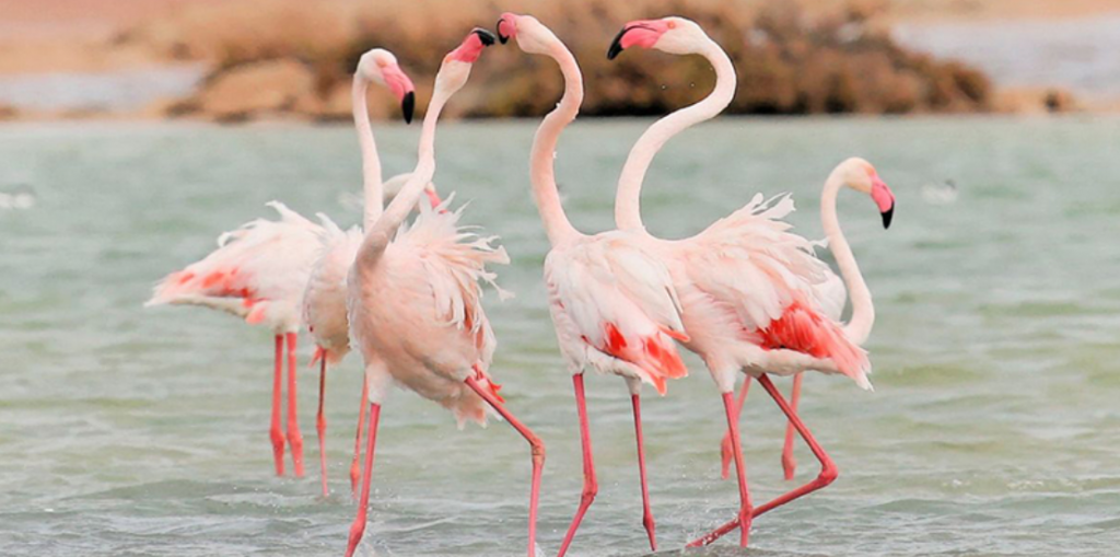[MedArtSal] Did you know that the pink colour of flamingos comes from ...